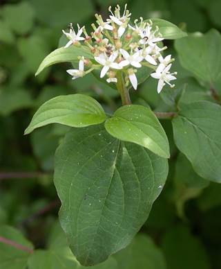 Descripción: Una planta con hojas verdes
Descripción generada automáticamente